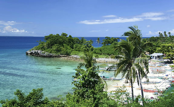 beach palm tree