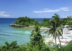 beach palm tree