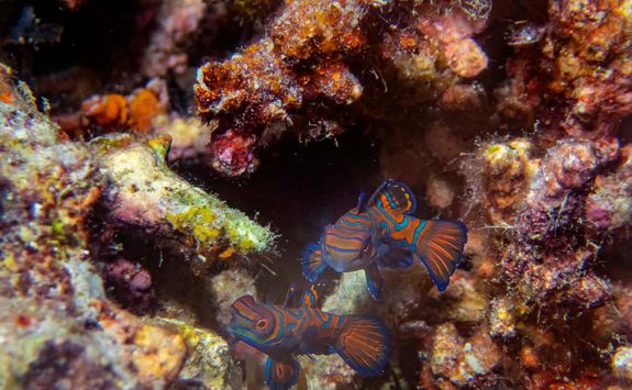 mandarinfish