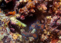 mandarinfish