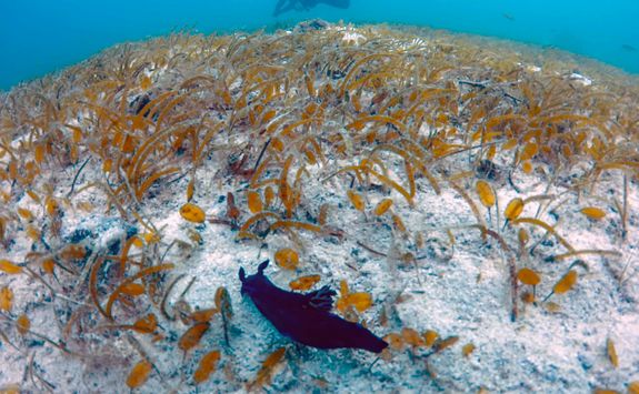 sea slug movong