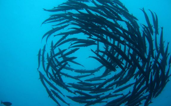 barracuda