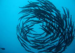 barracuda