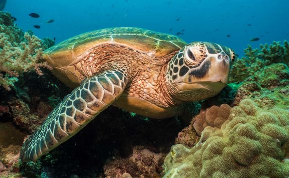 turtle