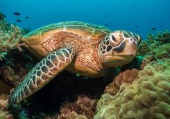 turtle