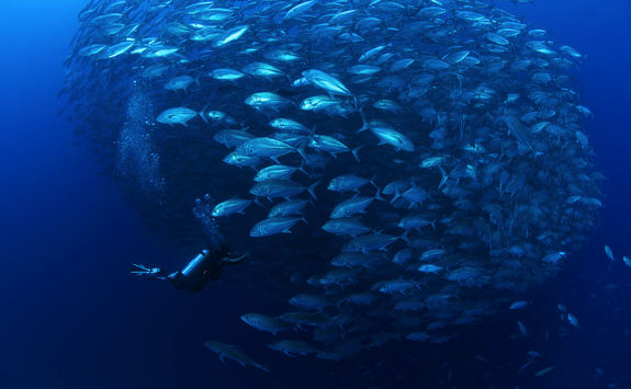 school jack fish