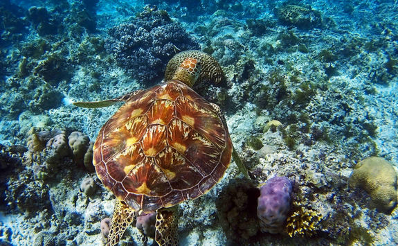 turtle bohol