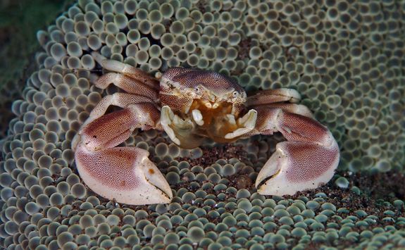 crab muck