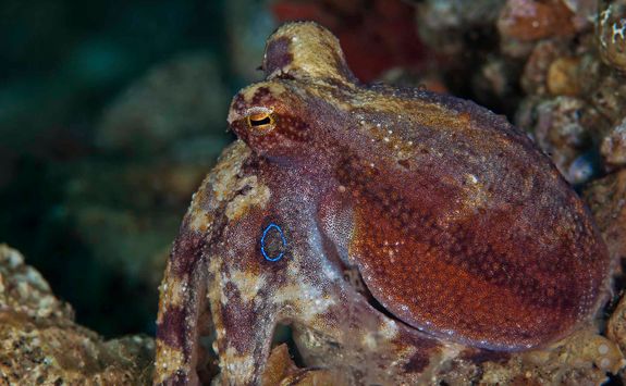 octopus