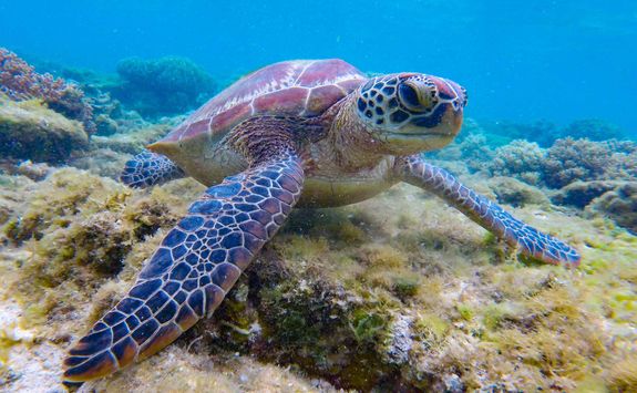 turtle apo island