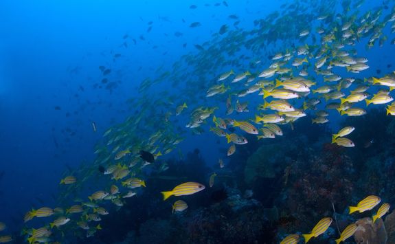 yellow snappers
