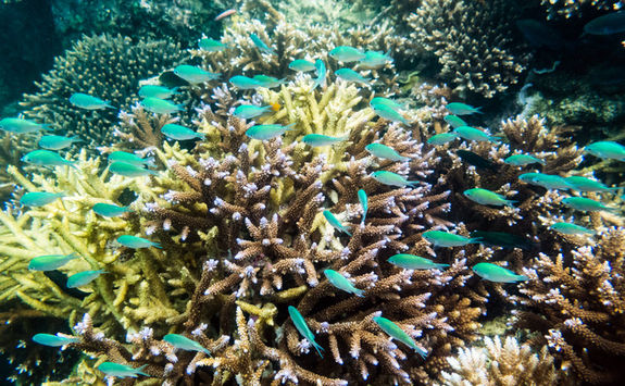 snorkeling fiji