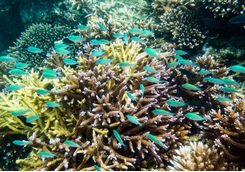 snorkeling fiji