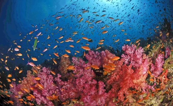 soft coral fish fiji
