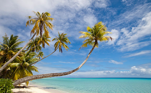 fiji palm
