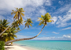 fiji palm