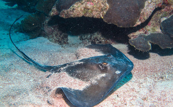 sting ray 