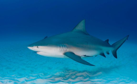bull shark 
