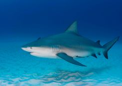 bull shark 