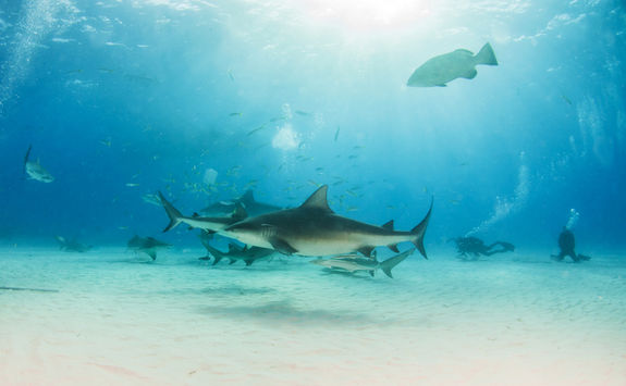 bull shark diivng mexico 