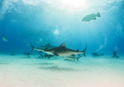 bull shark diivng mexico 