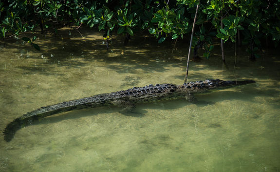 crocodile