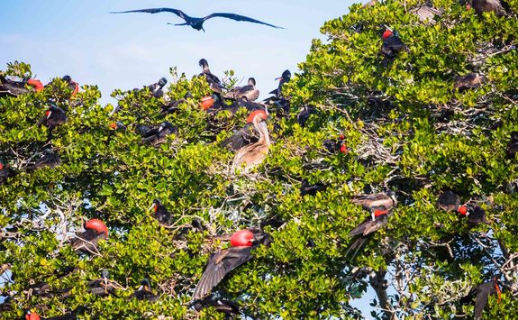 friatebird tree