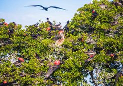 friatebird tree