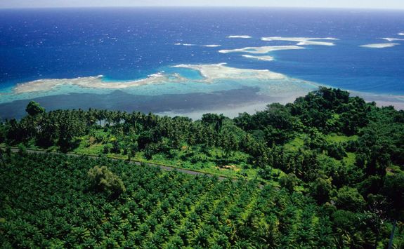 palm plantation