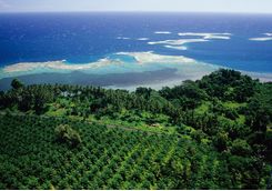 palm plantation