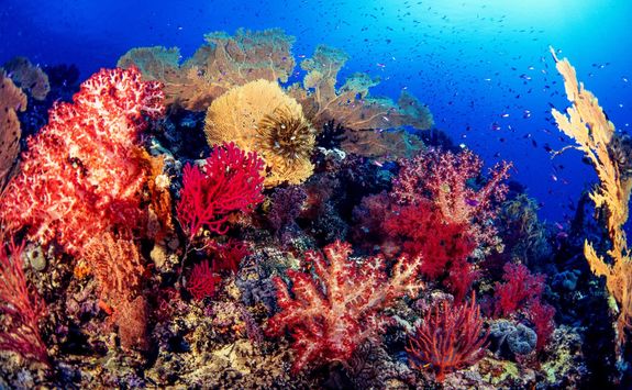 coral reef png