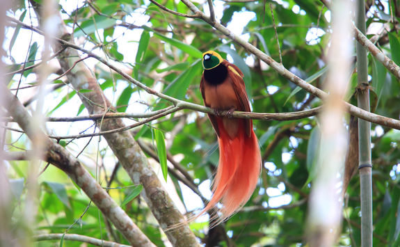 paradisaea raggiana