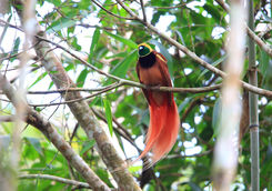 paradisaea raggiana