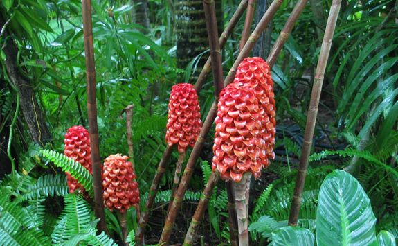 torch ginger