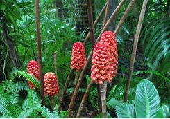 torch ginger