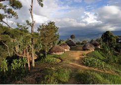 village rainforest