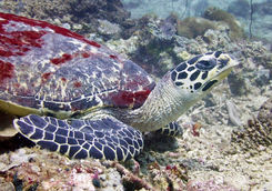 turtle