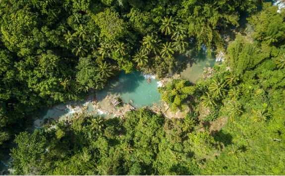jungle overhead