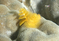 el nido yellow coral
