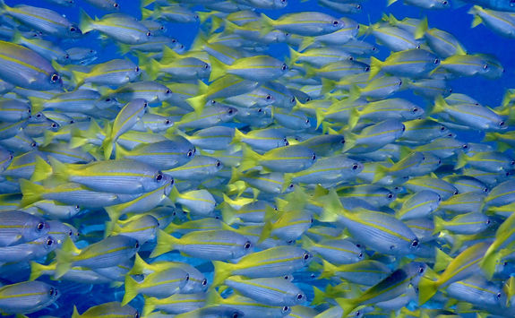 fish school