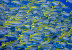 fish school