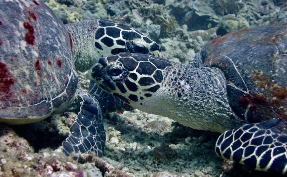 turtles