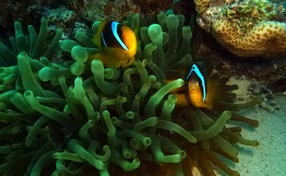 clown fish