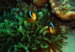 clown fish