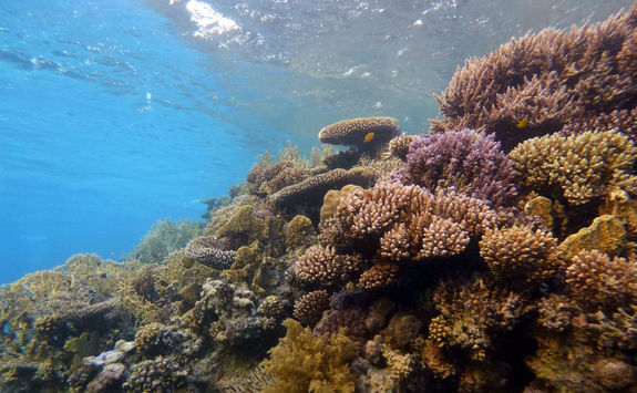 coral red sea