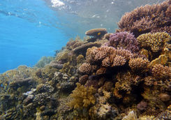 coral red sea
