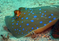 sting ray close up