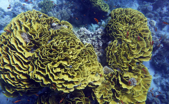 yellow green reef