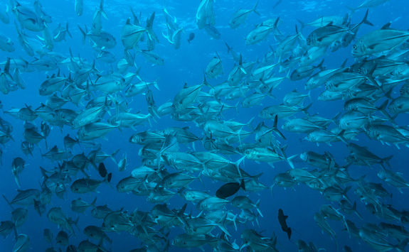 jack fish