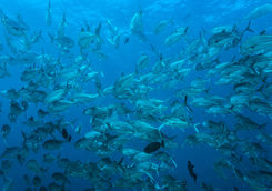 jack fish